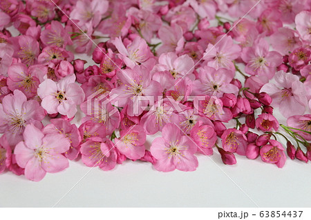 桜 63854437