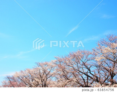 青空と桜並木 青空と桜並木 63854756