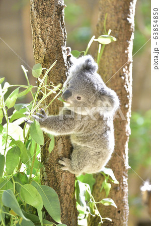 【コアライメージ】ユーカリの葉っぱを食べるコアラの赤ちゃん 63854850