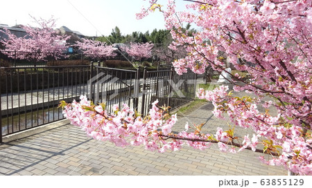遊歩道沿いの桜・散歩道の桜・通勤ルートの桜・通学ルートの桜・市民の憩いの場・春の訪れ・満開の桜 遊歩道沿いの桜・散歩道の桜・通勤ルートの桜・通学ルートの桜・市民の憩いの場・春の訪れ・満開の桜 63855129