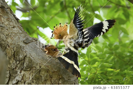 ヤツガシラ 新しい 動物 63855377