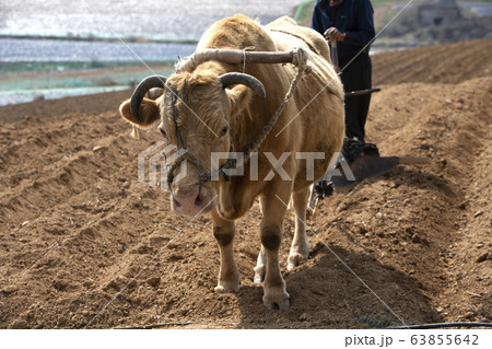 牛 畑 農業 63855642