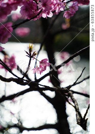 春の花007 春の花007 63855873