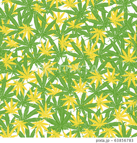 Seamless pattern with leaves of hemp, marijuana, hashish. Marijuana leaf. Cannabis plant 63856783