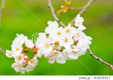 春の花 桜 春の花 桜 63856957