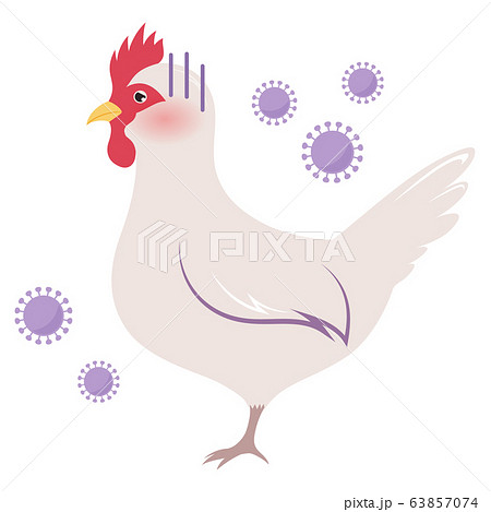 鳥インフルエンザに罹った鶏のイラストのイラスト素材