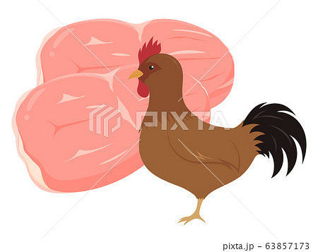 鶏もも肉と地鶏のイラストのイラスト素材