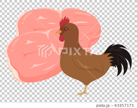 鶏もも肉と地鶏のイラストのイラスト素材