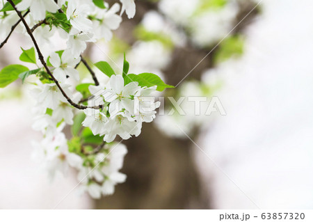 桜（オオシマザクラ） 63857320