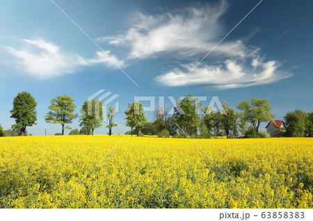 Spring Landscape. Maple trees on a blooming rapeseed field. Spring Landscape. Maple trees on a blooming rapeseed field. 63858383