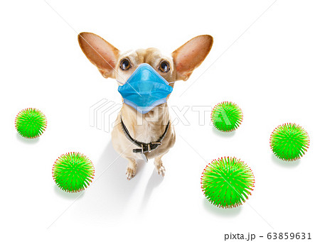 ill sick dog with illness and face mask , virus 63859631