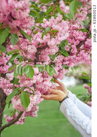female hands in a white knitted sweater touch a tree of blooming pink sakura in a city park Kiev female hands in a white knitted sweater touch a tree of blooming pink sakura in a city park Kiev 63860013