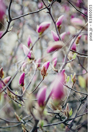 Background of pink magnolia buds on a tree Background of pink magnolia buds on a tree 63860055