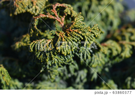 Hinoki cypress Maureen 63860377