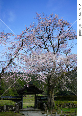 朝倉遺跡 唐門 薄墨桜 朝倉遺跡 唐門 薄墨桜 63861412
