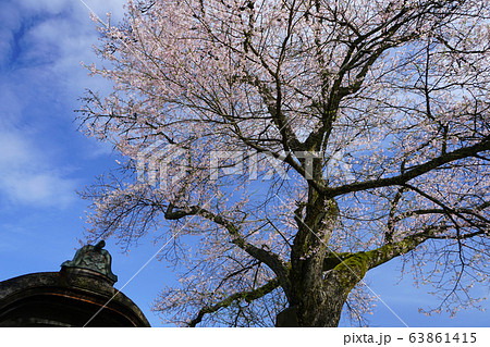 朝倉遺跡　唐門　薄墨桜 63861415