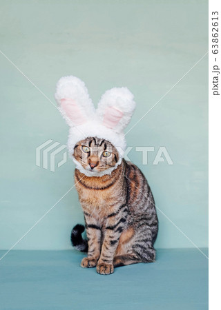 European Shorthair young cat wearing funny bunny ears. 63862613