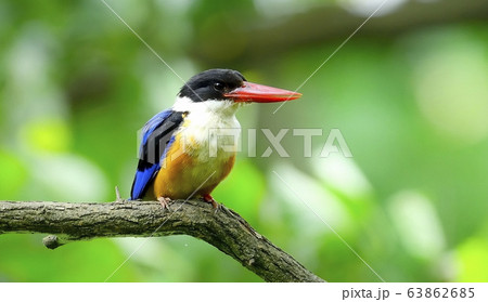 ヤマショウビン カワセミ 渡り鳥 63862685