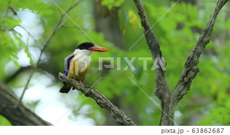 ヤマショウビン カワセミ 渡り鳥 63862687
