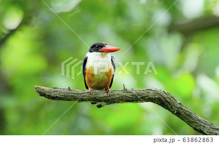 ヤマショウビン 渡り鳥 羽毛 63862863