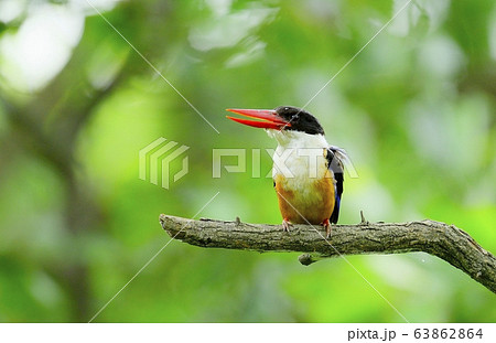 ヤマショウビン 渡り鳥 羽毛 63862864