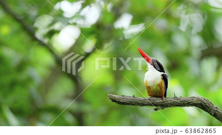 ヤマショウビン 渡り鳥 羽毛 63862865