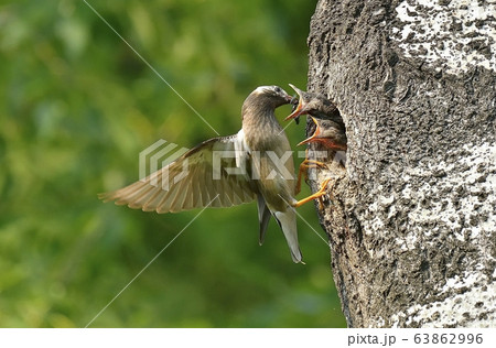 ムクドリ 新しい 動物 63862996