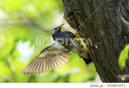 ムクドリ 新しい 動物 63863051