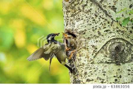 ムクドリ 新しい 動物 63863056