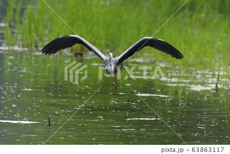 アオサギ 新しい 動物 63863117