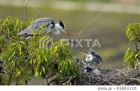 アオサギ 鳥 新しい 63863120