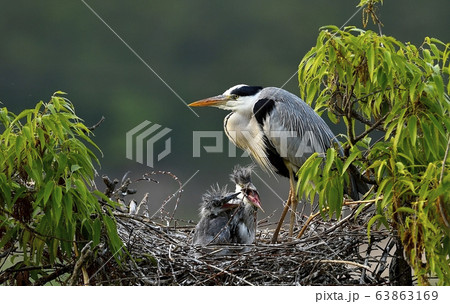 アオサギ 新しい 動物 63863169