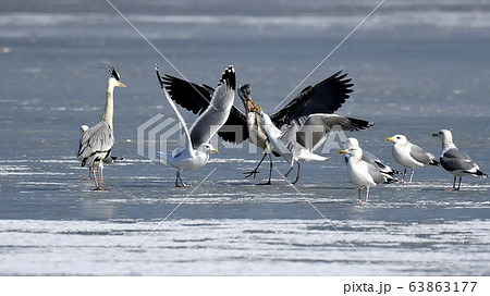 アオサギ 新しい 動物 63863177