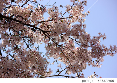 杉並区の住宅街にある道路沿いに咲く大島桜(7) 杉並区の住宅街にある道路沿いに咲く大島桜(7) 63863966