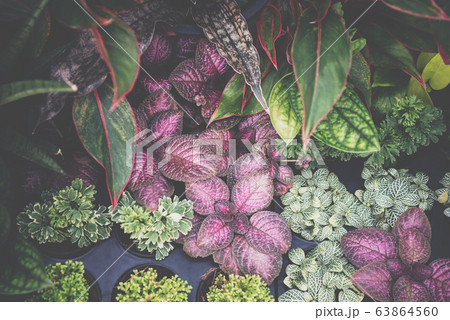 Greenery background of nature plant and leaf Greenery background of nature plant and leaf 63864560