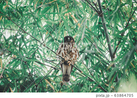 Bird (Northern Boobook) in a nature wild 63864705