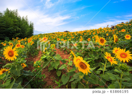 ヒマワリ 花 風景 63866195