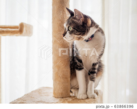 キャットタワーに座る猫 キャットタワーに座る猫 63866396