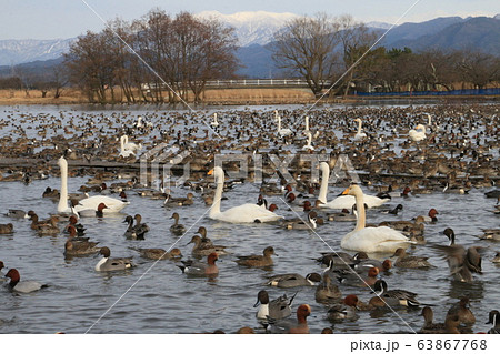 瓢湖~渡り鳥の楽園~餌付けが終わると… 瓢湖~渡り鳥の楽園~餌付けが終わると… 63867768