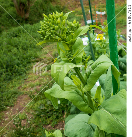 のらぼう菜(菜の花)の栽培 のらぼう菜(菜の花)の栽培 63867811