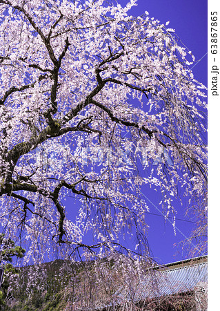 (山梨県)身延山久遠寺 三門横の桜 (山梨県)身延山久遠寺 三門横の桜 63867865