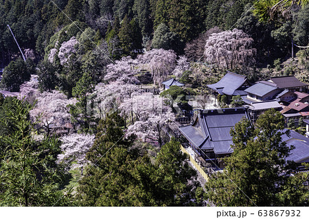 （山梨県）身延山久遠寺、しだれ桜 63867932