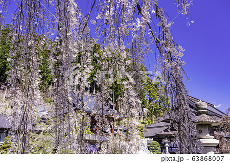 山梨県 身延山久遠寺 しだれ桜の写真素材