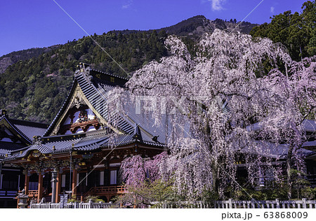 (山梨県)身延山久遠寺、しだれ桜 (山梨県)身延山久遠寺、しだれ桜 63868009