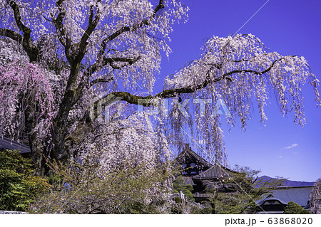 （山梨県）身延山久遠寺、しだれ桜 63868020