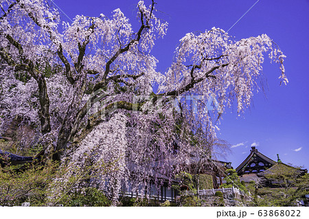 山梨県 身延山久遠寺 しだれ桜の写真素材