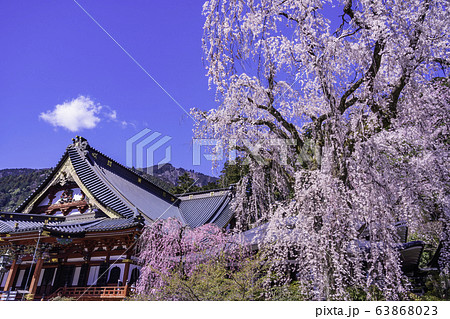 （山梨県）身延山久遠寺、しだれ桜 63868023