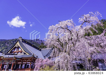 山梨県 身延山久遠寺 しだれ桜の写真素材