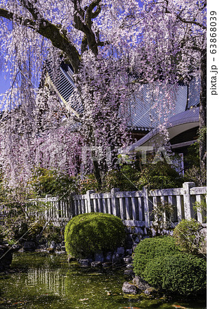 山梨県 身延山久遠寺 しだれ桜の写真素材