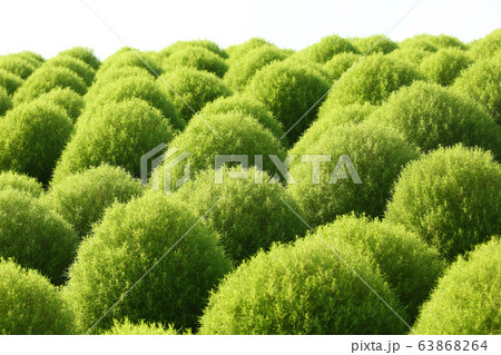 緑のコキア 63868264